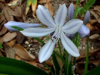 Agapanthis