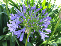 Agapanthis