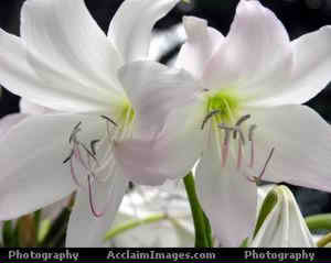 White Agapanthus